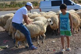 Kurbanlik Hayvan Kesim Yerleri Ve Fiyatlari Aciklandi