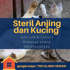 Penyebab kucing bab pup berak campur lendir dan darah. Bagaimana Merawat Kucing Dan Anjing Setelah Steril Tanya Dokter Hewan