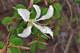 Image result for Bauhinia bowkeri