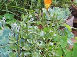 Image result for Kalanchoe rotundifolia