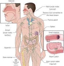 The human body collectively is the most complex machine known to man, like any machine, the human body is made of different body parts situated in some particular way with the goal of performing some function. Immune System Parts Common Problems