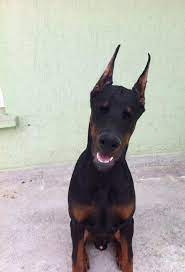 doberman kulak diklestirme aparati kulak bandajlama yontemleri dobermann kulak aparati