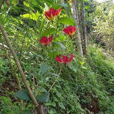 Image result for Strombosia scheffleri