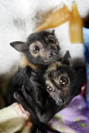 Adorable Baby Bats Honestly Snuggled In Wool At Animal Shelter Baby Animals Cute Baby Animals Cute Animals
