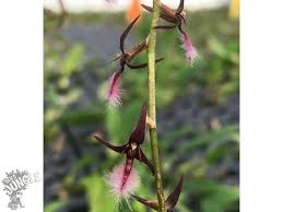 Image result for Bulbophyllum saltatorium