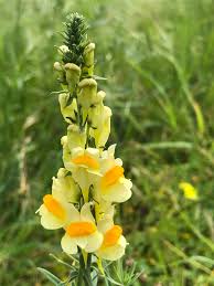 Linaria fiori spontanei gialli chiusi nelle loro labbra vistose. Iberis Giardino Mediterraneo Objave Facebook