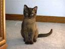 burmese cats & kittens from registered breeders Public ...