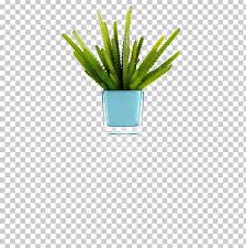 When they're outside, they get several hours while they are succulents (a member of the cactus family) in planter pots they need to be watered every day when it's hot. Citroen Cactus M Grasses Flowerpot Plant Stem Aloe Vera Png Clipart Aloe Aloe Vera Cactus Citroen