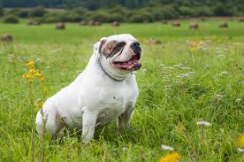 The american bulldog is a protective, strong and friendly companion, the perfect choice for a family american bulldog: American Bulldog Facts And Beyond Biology Dictionary