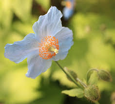 If you like himalayan blue poppy, then you must have this stunning white variety that contrasts gorgeously with the blue poppy. File Himalayan Blue Poppy Meconopsis Betonicifolia ãƒ'ãƒžãƒ©ãƒ¤ã®é'ã„ã‚±ã‚· 8935130862 Jpg Wikimedia Commons