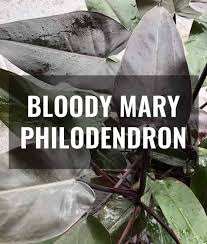 We would like to show you a description here but the site won't allow us. Bloody Mary Philodendron Gorgeous Glossy Green Plant Gardening It