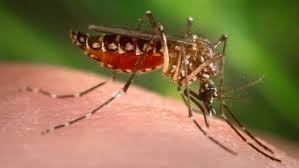 Mezi příznaky malárie patří horečka, zimnice, bolest kloubů, pocení a křeče. Vacina Contra Malaria Que Imita Picada De Mosquito Se Mostra Promissora Veja
