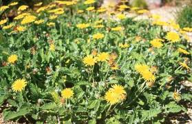 Image result for Arctotis