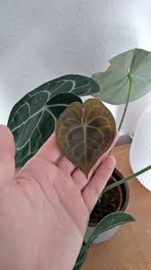 This listing is for a 4″ potted anthurium clarinervium, a mexican native anthurium. Anthurium Clarinervium Inkl Ubertopf Aktion Meineletztepflanze Glucksgriff Kassel
