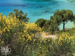 Le specie spontanee in italia sono oltre 30, di cui. Piante Autoctone Dell Isola D Elba Helloelba It