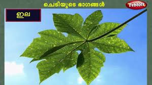 Let us tabulate the similarities and disinguishing features of plant and animal cells. Parts Of Plant Preschool Education In Malayalam Kids Learning In Malayalam Youtube
