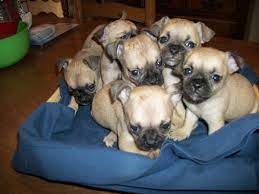 Teacup Chug Puppies Chiweenie Puppies Chug Puppies Baby Dogs