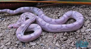 Black And White Corn Snake Morph Cool New Corn Snake Morphs Serpientes Hermosas Reptiles Y Anfibios Ofidios