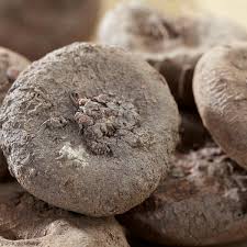 Image result for Cycnium recurvum