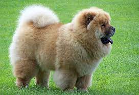 They are classed as seasonal shedders so you may notice less shedding at various times of the year, although they will still shed between the shedding times. Chow Chow Dog Price Range How Much Does A Chow Chow Cost