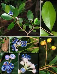 Image result for Memecylon