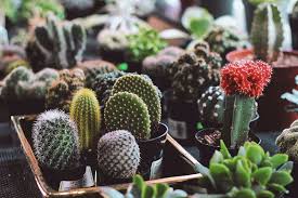 What's in cactus soil?cactus soil is mainly a blend of inorganic materials. What Kind Of Soil Do Cacti Need Succulent Alley