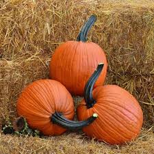 Image result for pumpkins