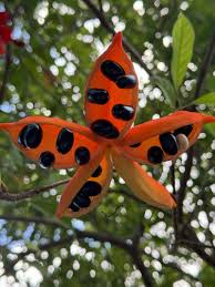 Image result for Sterculia schliebenii