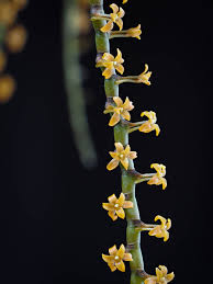 Image result for Rhipidoglossum ovale