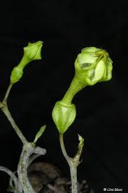 Image result for Ceropegia lugardiae