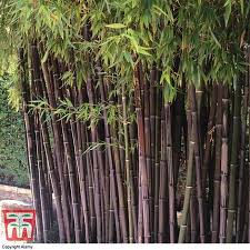 Tiger bamboo, leopard bamboo, snakeskin bamboo, black bamboo 'boryana', phyllostachys nigra 'bory', phyllostachys boryana, running bamboo. Black Bamboo Thompson Morgan