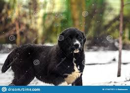 Alabai wallpapers for your pc, android device, iphone or tablet pc. Schwarzer Alabai Welpe Auf Einem Schonen Winterhintergrund Mit Grunen Aussehen Profilfoto Mit Isolierten Raum Stockbild Bild Von Welpe Inlandisch 171677911