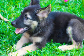 One of the most important things to do is make sure that you take your puppy to a vet. German Shepherd Feeding Guide All You Need To Know The German Shepherder