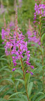 Image result for Epilobium