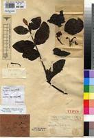 Image result for Phragmanthera capitata