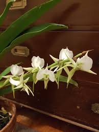 Image result for Angraecum cultriforme