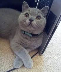 Www Silverbrookcattery Com British Shorthair Kittens Kittens For Sale Cats For Sale Cat Kitten British Shorthair Cats British Shorthair Kitten Adoption