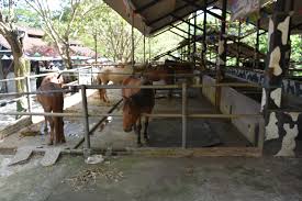 Aneka budaya khas jawa timur sering ditampilkan di tempat ini, seperti ketoprak, ludruk, wayang orang, dan kuda lumping. Kampung Susu Dinasty Wisata Edukasi Tulungagung Bisnis Trading Forex Dan Saham