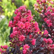 Image result for Lagerstroemia