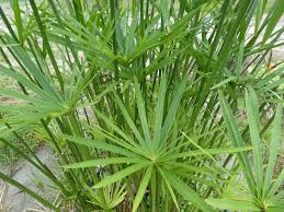 Image result for Cyperus amauropus