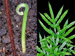 Image result for Pteris cretica