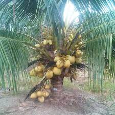 Check spelling or type a new query. Malayan Yellow Dwarf Malayan Red Dwarf T L Coconut Sdn Bhd Malaysia