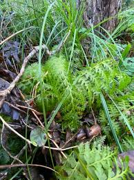 Image result for Vandenboschia