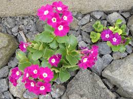 Image result for Primula x pubescens