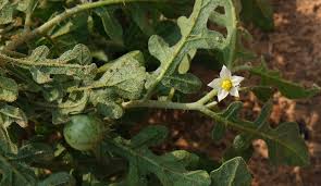 Image result for Solanum supinum