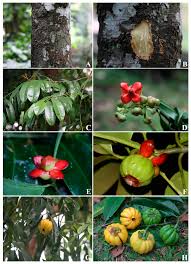 Image result for Garcinia acutifolia