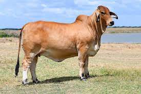 Through centuries of exposure to inadequate food supplies, insect pests, parasites. Why Brahman Cattle Moreno Ranches