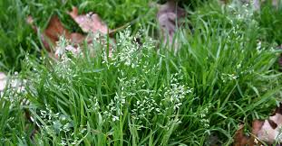Image result for Poa