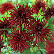 Pin On Beautiful Flowers