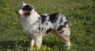 We did not find results for: Pastor Ovejero Australiano Raza De Perro